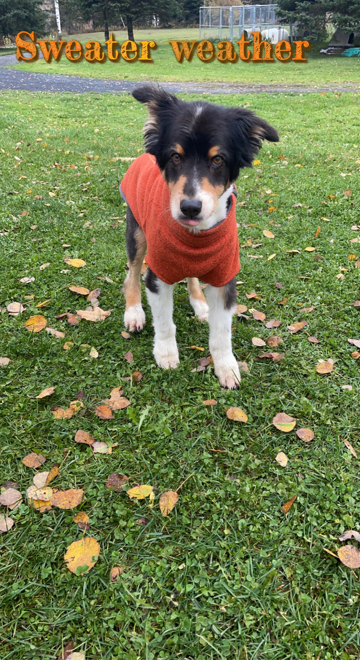CanAm Crown International Sled Dog Races Fort Kent Maine